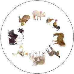 Sport-Thieme Activation Discs -Sport-Thieme store 192 3038